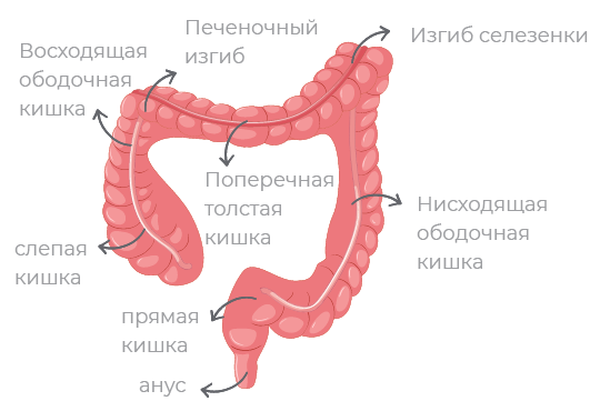 colon