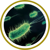 Bifidobacterium Longum