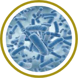 Bifidobacterium animalis