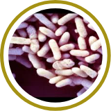 Bifidobacterium